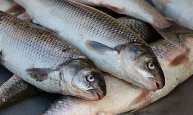 از آزادسازی صادرات دام زنده تا مرگ ۸ هزار تن ماهی