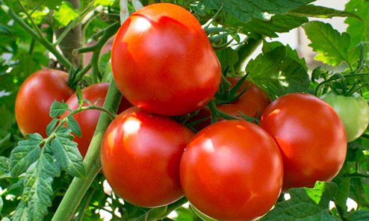 تناقض قیمت میوه و سبزیجات از توزیع تا بازار