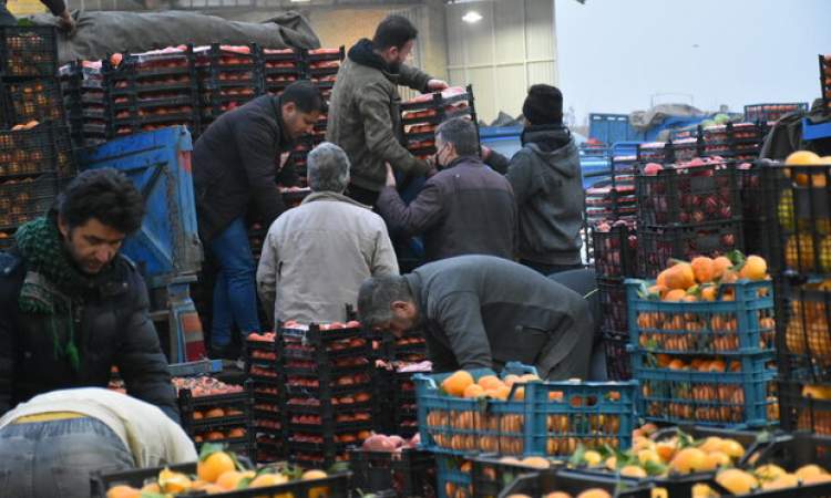 پرتقال رسمی شمال گران شد