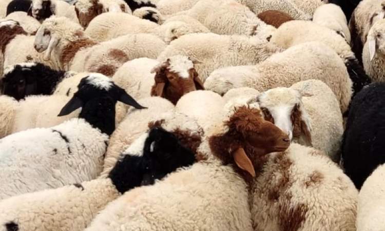 گوسفند زنده کیلویی ۱۳۷ هزار تومان،  گوساله ۱۱۶ هزار تومان