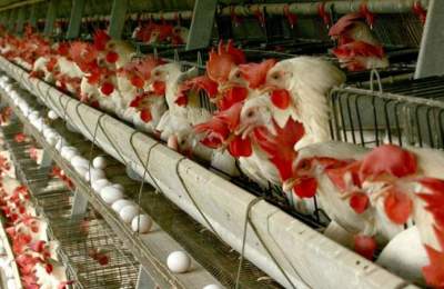 کاهش تولید مرغ در اسفندماه/ مرغ کیلویی ۱۰۰ هزارتومان صحت ندارد